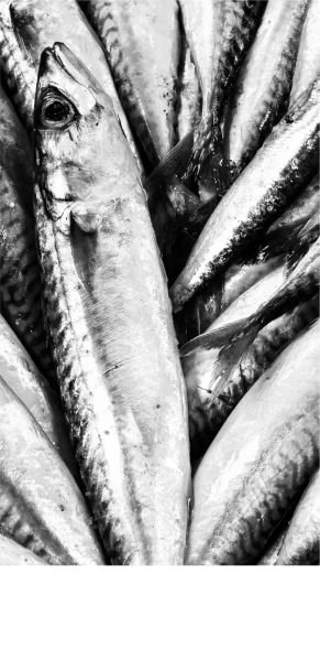 Le restaurant - Le Langoustier - restaurant CENTURI - restaurant CENTURI